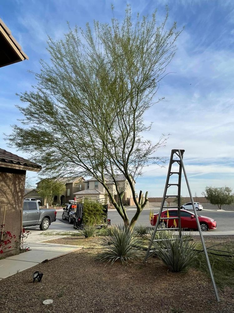 Tree Removal for Oliver L. Palm & Tree services in Yuma County, AZ