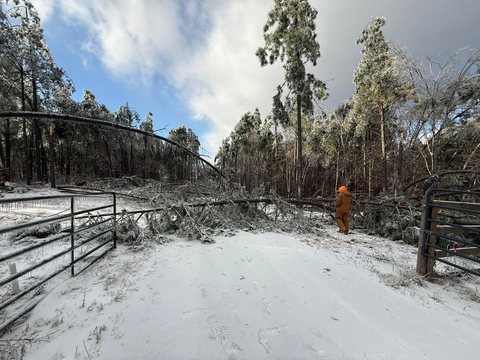 All Photos for Ross Family Tree Service LLC  in Hohenwald, TN