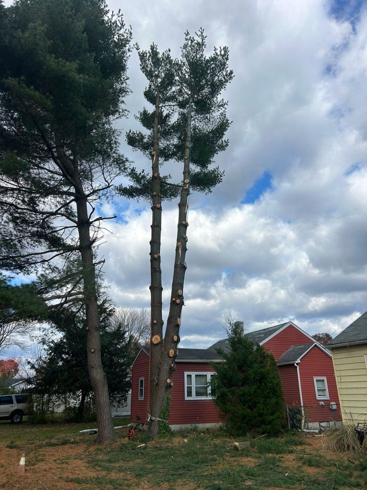 All Photos for Hingewood Tree Service in Salem, NJ