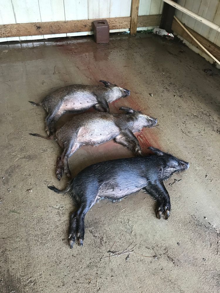 All Photos for Havoc Hog Control in Molino, FL