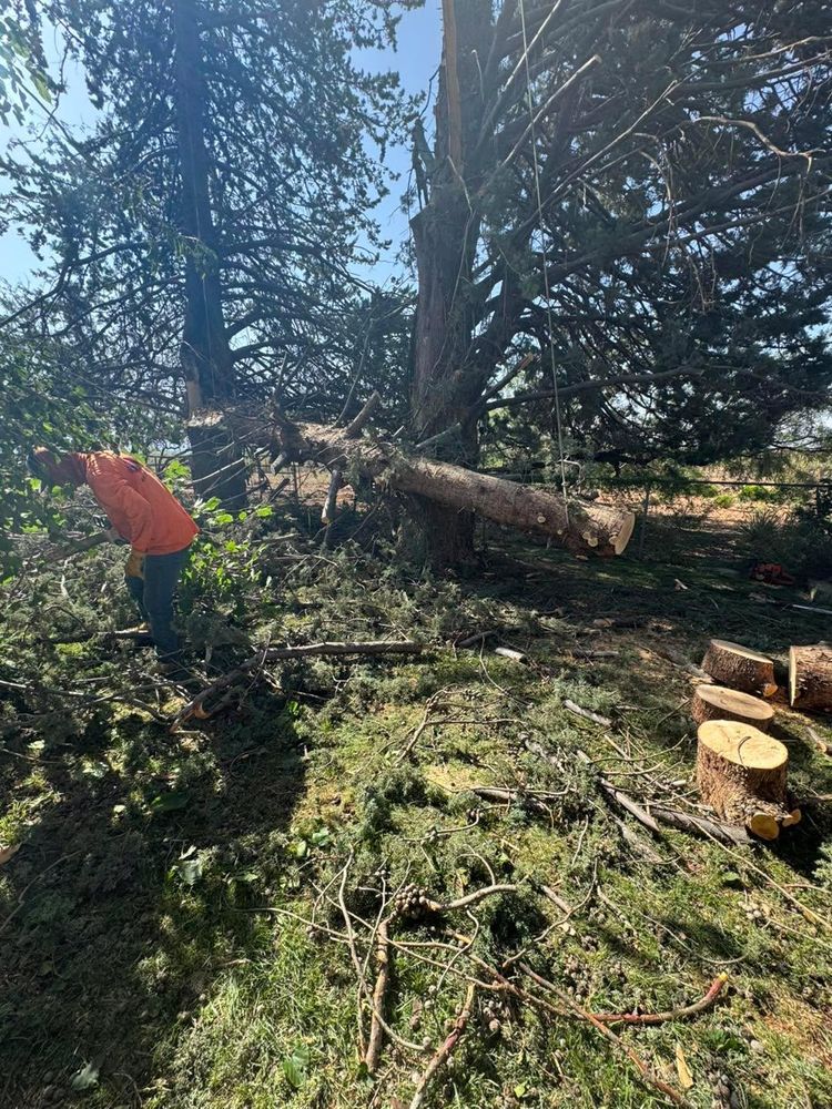 Stump Removal for By Faith Landscaping in Sierra Vista, AZ