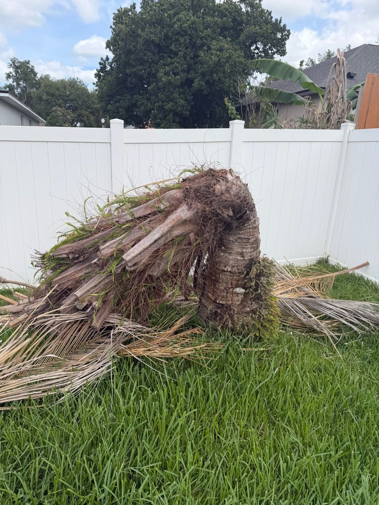 All Photos for Daniel Hickey’s Tree Service in DeLand, FL