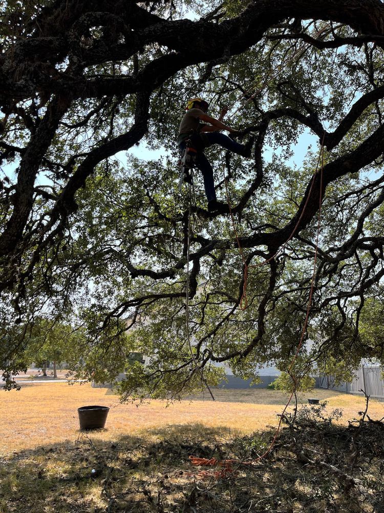 All Photos for Camerons Stump Grinding & Tree Services in Austin, TX