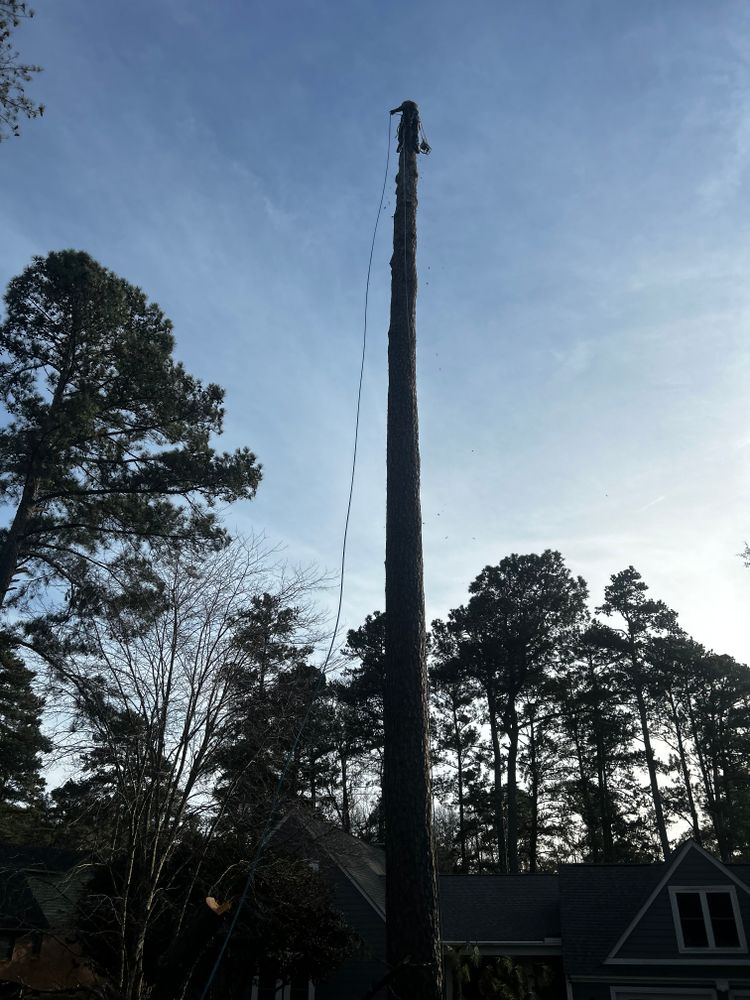 Our professional tree removal service will efficiently and safely remove any unwanted trees from your property, enhancing the aesthetics of your landscape while minimizing potential hazards. for Lake Murray Outdoor Solutions LLC in Leesville, SC