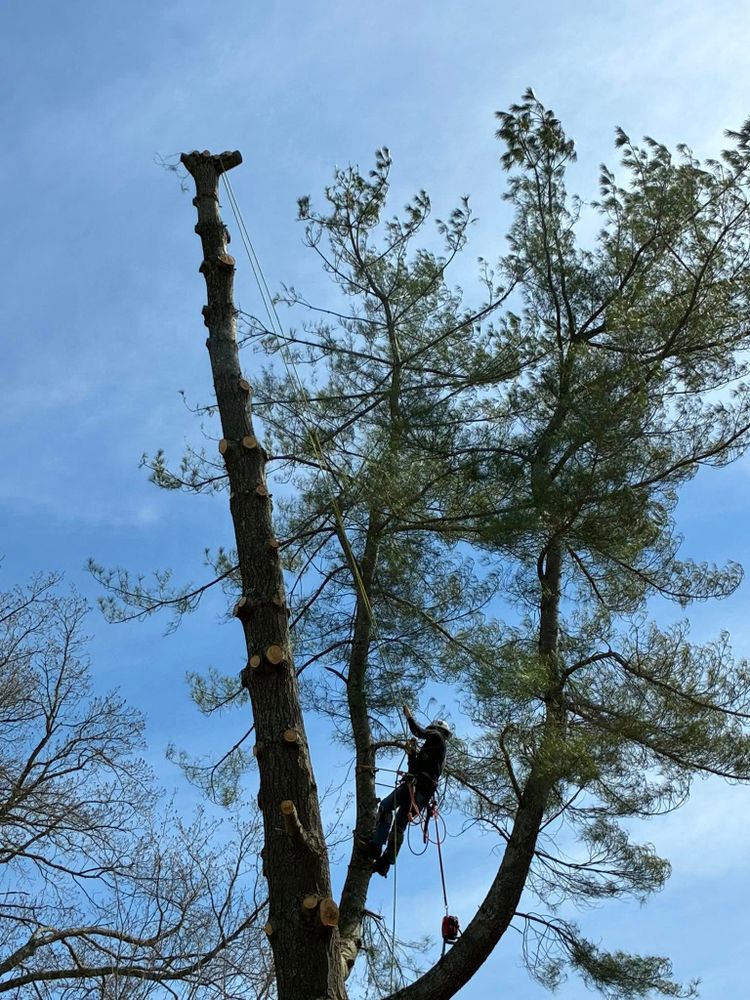 All Photos for Skys The Limit Tree Management in Morehead, KY