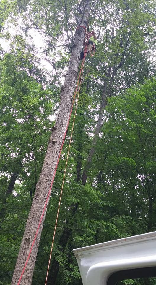 All Photos for Lightning Tree Service in Corydon, IN