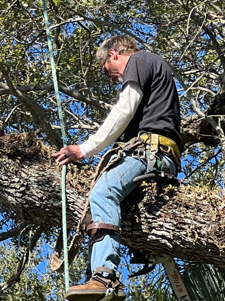 All Photos for ASAP Tree Service in Sebastian, FL