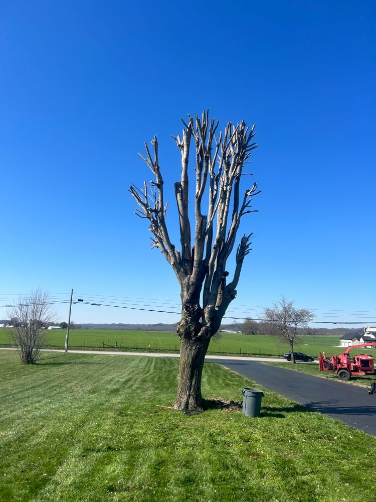 All Photos for Optimum Tree Service And Landscaping in Bowling Green, KY