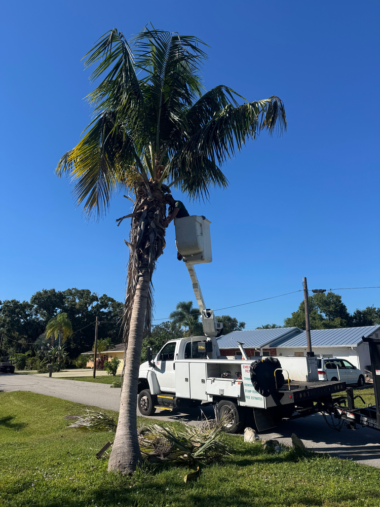 All Photos for Adam's Tree and Stump Care in Sarasota, FL
