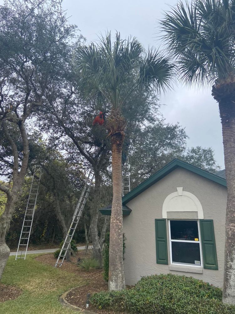 Fall and Spring Clean Up for Efficient and Reliable Tree Service in Lake Wales, FL