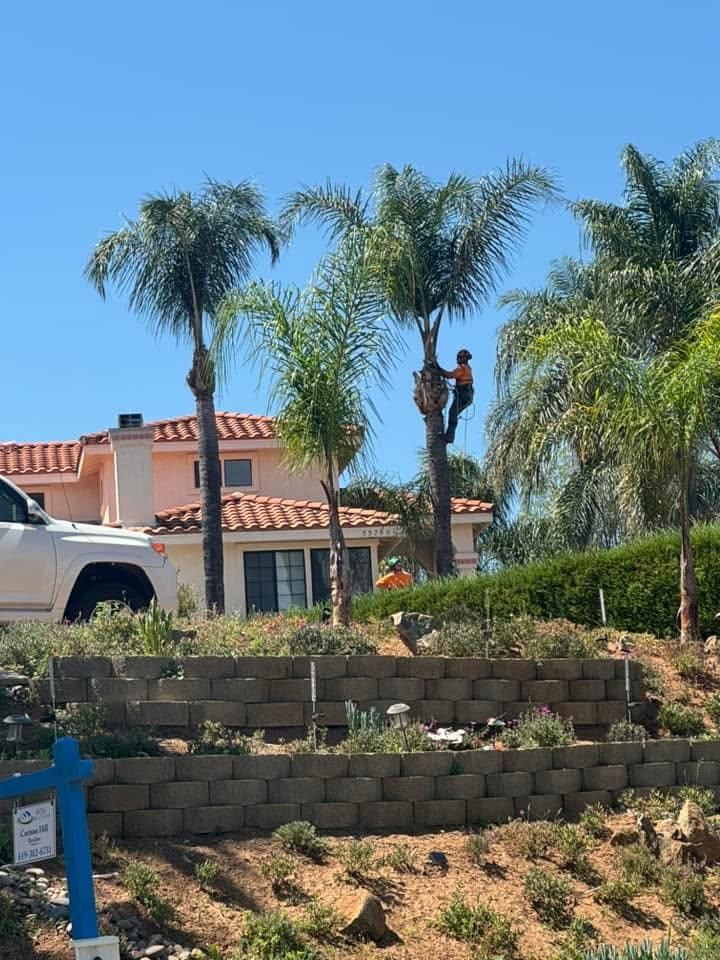 All Photos for The Tree Fairy in Temecula, CA