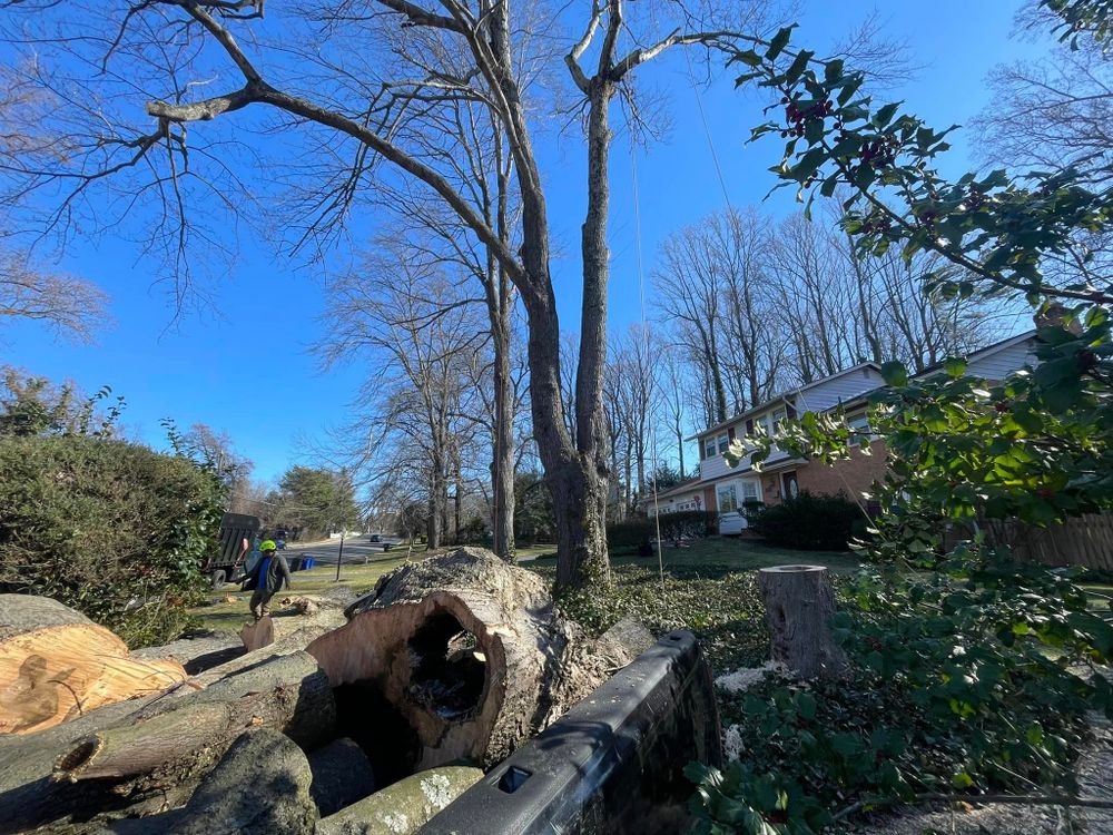 Our professional Tree Removal service safely and efficiently eliminates unwanted trees from your property, enhancing safety, aesthetics, and overall landscape health. Contact us today for a free consultation. for Ricky's Tree Service & Property Care in Orange, VA