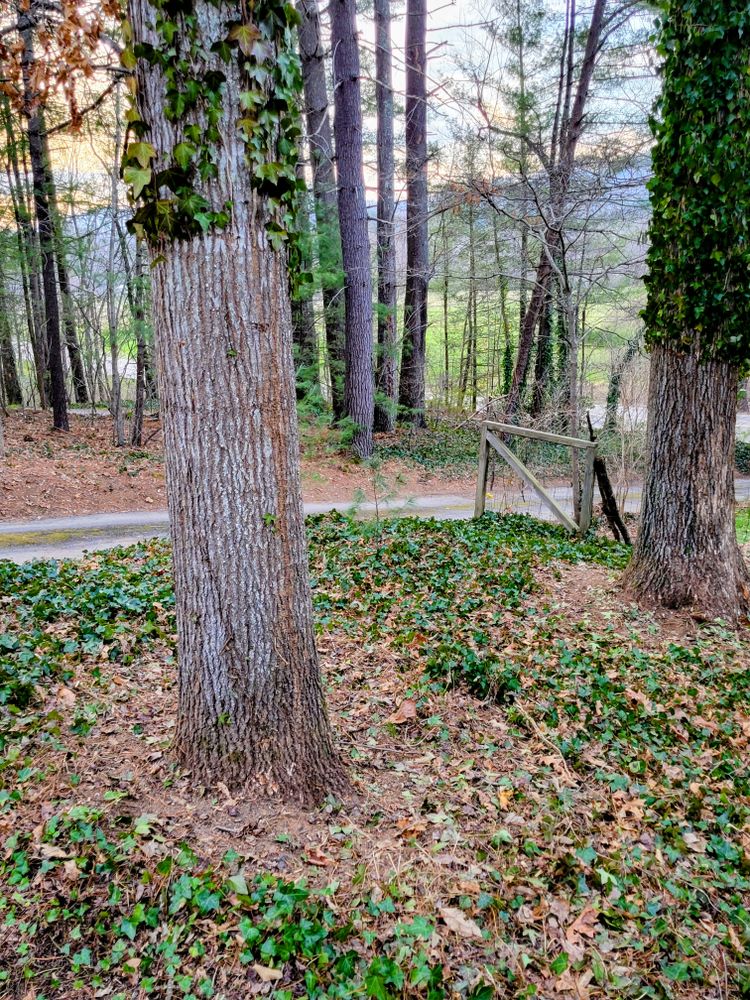 Clean ups and invasive plant management  for C4 TrueVision Renovations in Asheville, NC