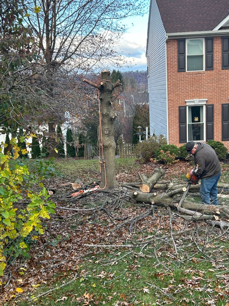 All Photos for Scott’s Tree Service, LLC in Winchester, VA