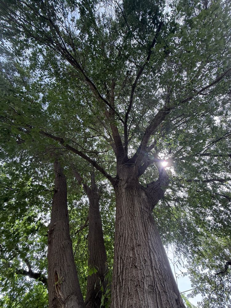 All Photos for Blu-J Tree Care in Arlington, TX