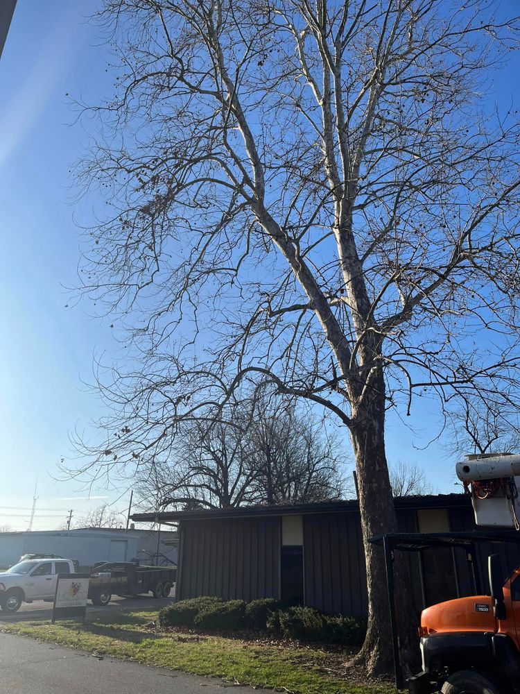 Tree Removal for Curtis Tree Service LLC in Hopkins County, KY