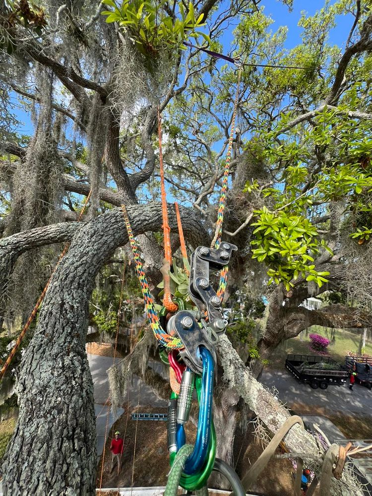 Tree Removal for TREE BOYS in Ruskin, FL
