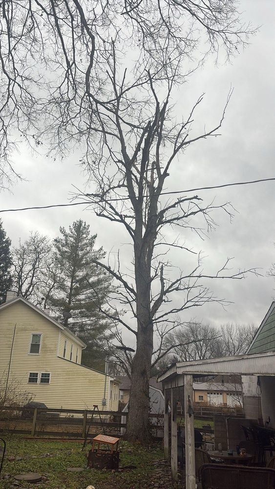 All Photos for Dig-It Tree Company in Mason, OH