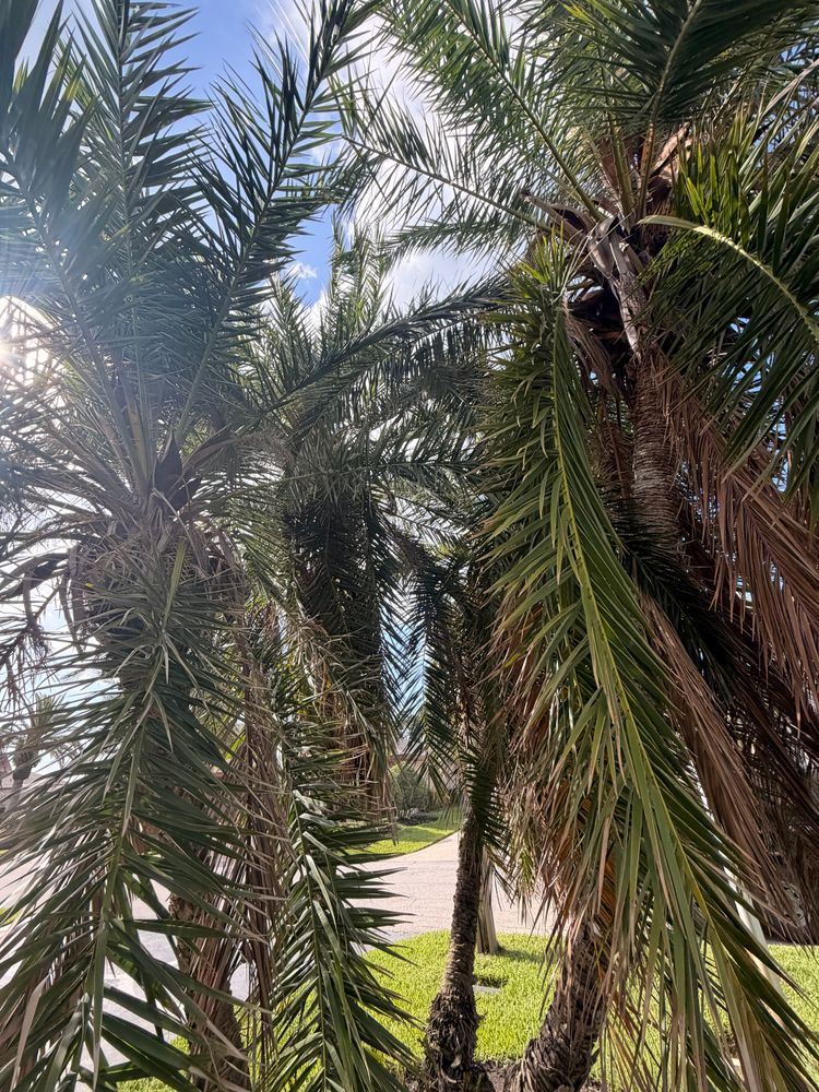 All Photos for Vanic's Landscaping in Port Orange, FL