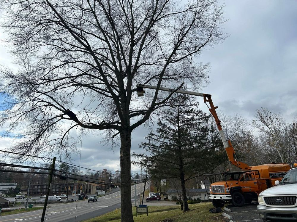 Our Tree Trimming service improves tree health, safety, and appearance by removing overgrown or damaged branches. We shape trees carefully to enhance curb appeal and protect your home. for KJ’s Tree Service & More LLC in Fraziers Bottom, WV