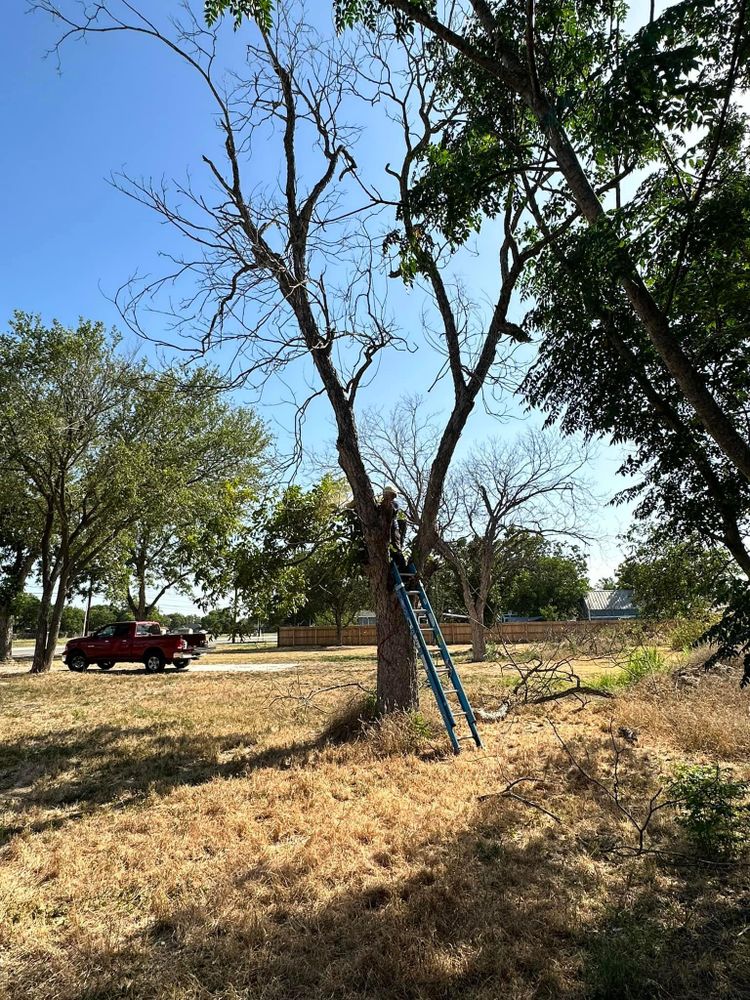 All Photos for Green Turf Landscaping in Kyle, TX