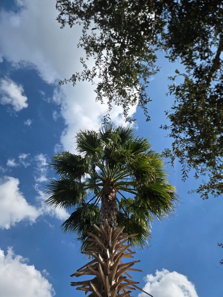 All Photos for TREE BOYS in Ruskin, FL