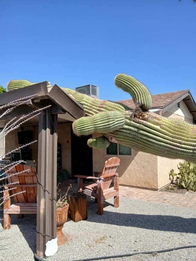 All Photos for Oliver L. Palm & Tree services in Yuma County, AZ