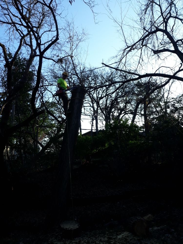 All Photos for TLC Professional Tree Service in Bedford, TX