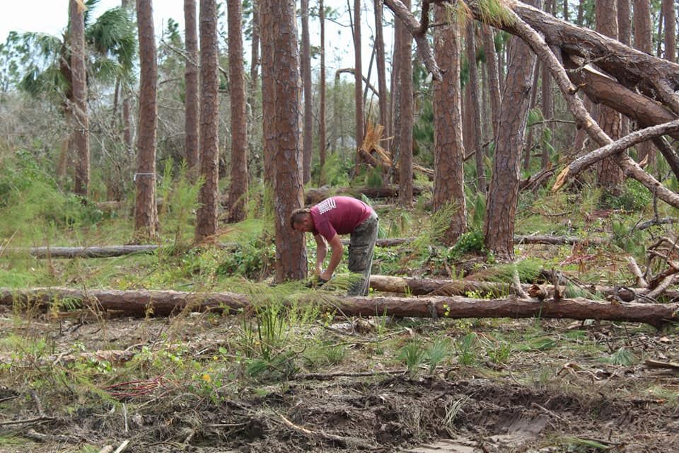 Tree Removal for American Tree Masters in Alvin, TX