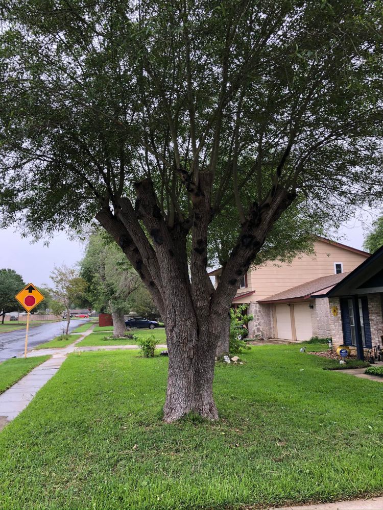 Our professional tree trimming service helps maintain your trees' health and appearance, improving sunlight penetration and air circulation while reducing risks of falling branches. Contact us for a free estimate today! for Neighborhood Lawn Care and Tree Service  in San Antonio, TX