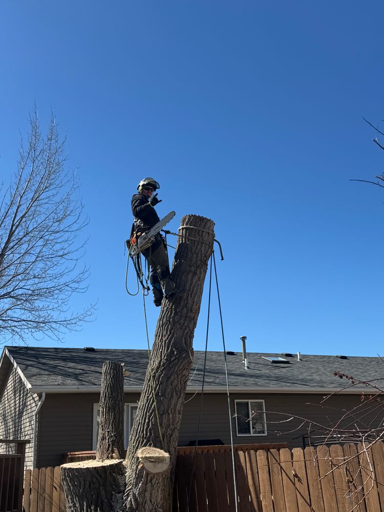 All Photos for Clean Cut Tree Service in Gillette, WY