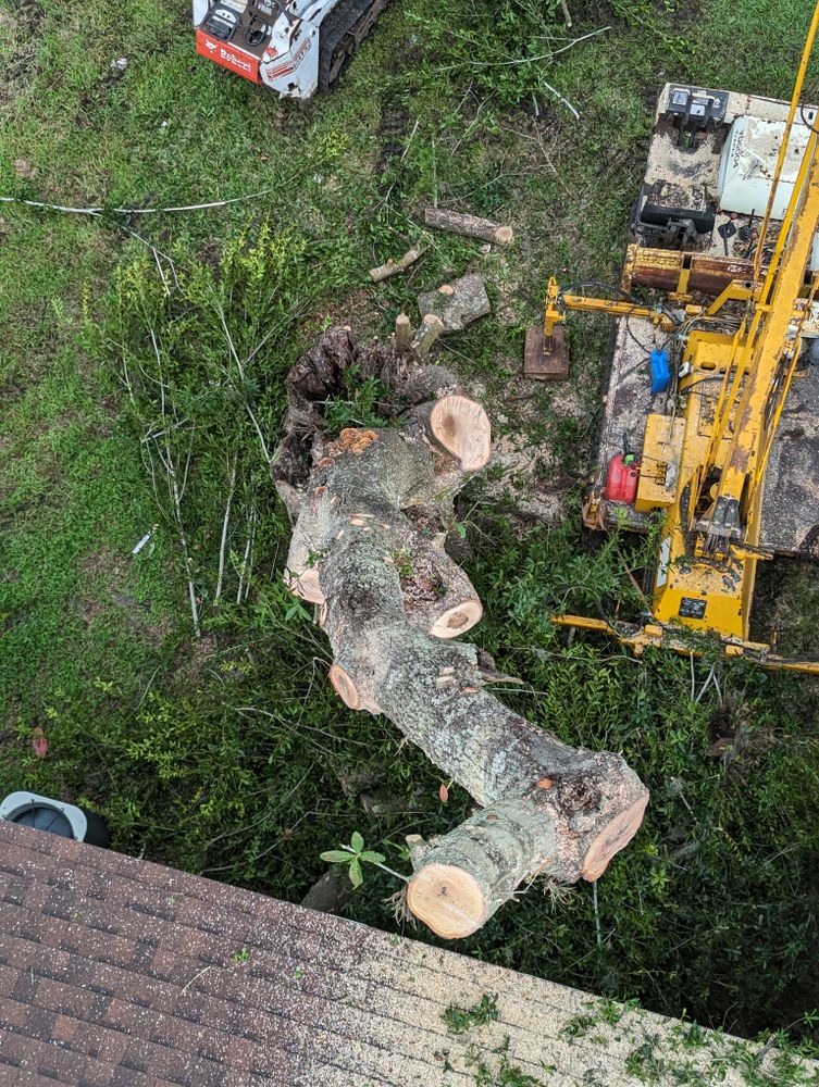 All Photos for Regal Tree Service and Stump Grinding in Wauchula, FL