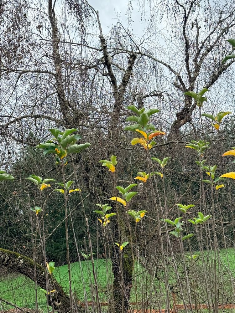 All Photos for Handy Hands Landscape in Corvallis, OR