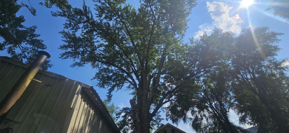 All Photos for Highborn Tree Service in Wheatfield, IN