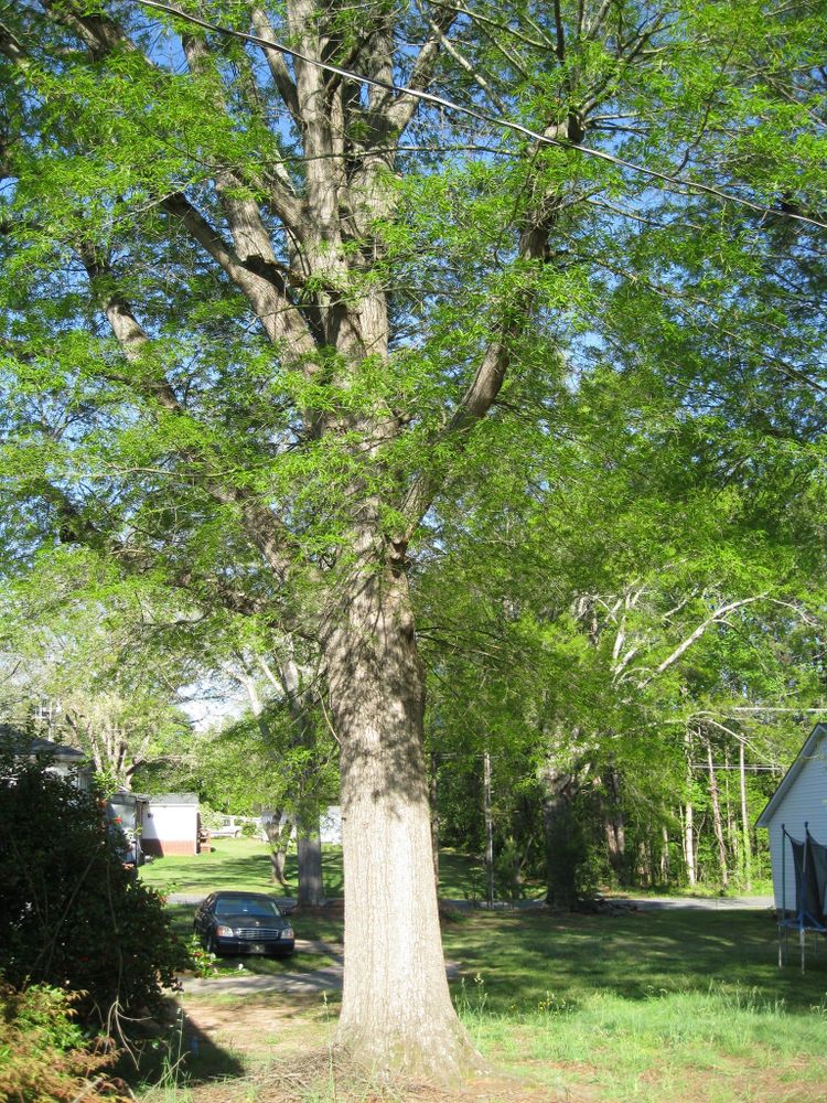 All Photos for Preserve A Tree LLC in  Mount Pleasant, North Carolina