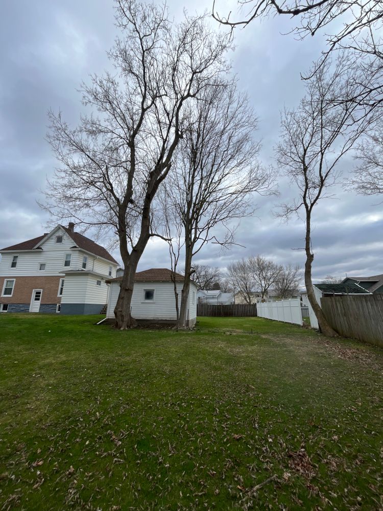 Tree Removal for Licensed to Cut Tree Service in Athens, PA