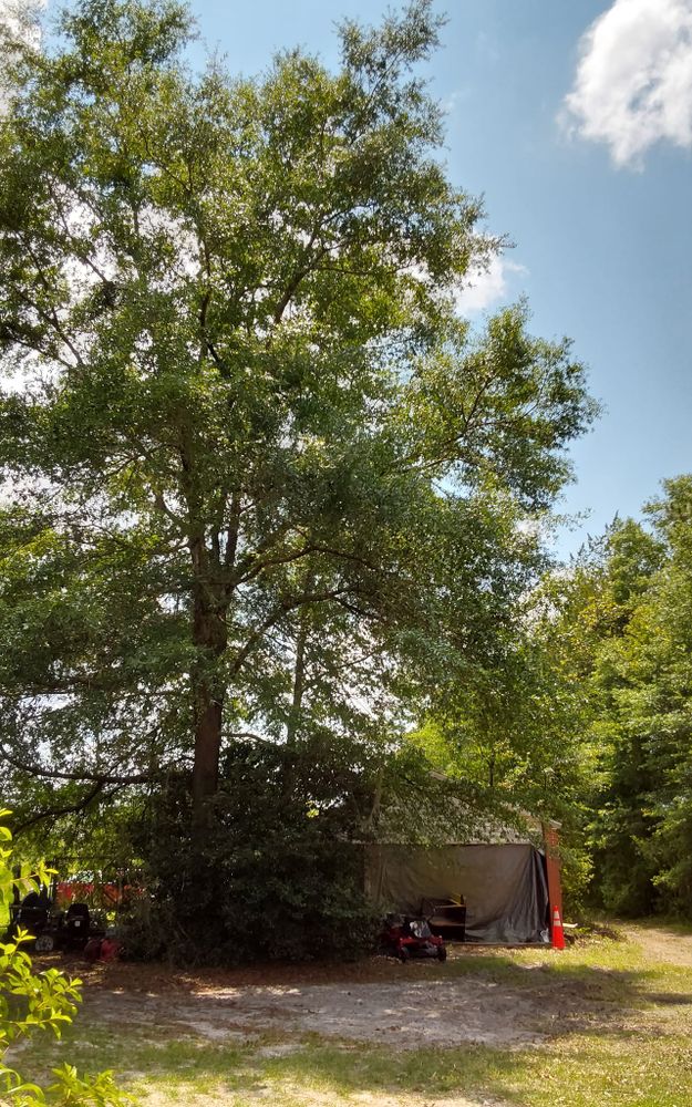 Enhance your home's beauty and safety with our expert tree trimming service, ensuring healthy growth, improved aesthetics, and protection from potential hazards. Trust our skilled professionals for meticulous care and attention. for Asbell's Tree & Land Services in Gilchrist County, FL
