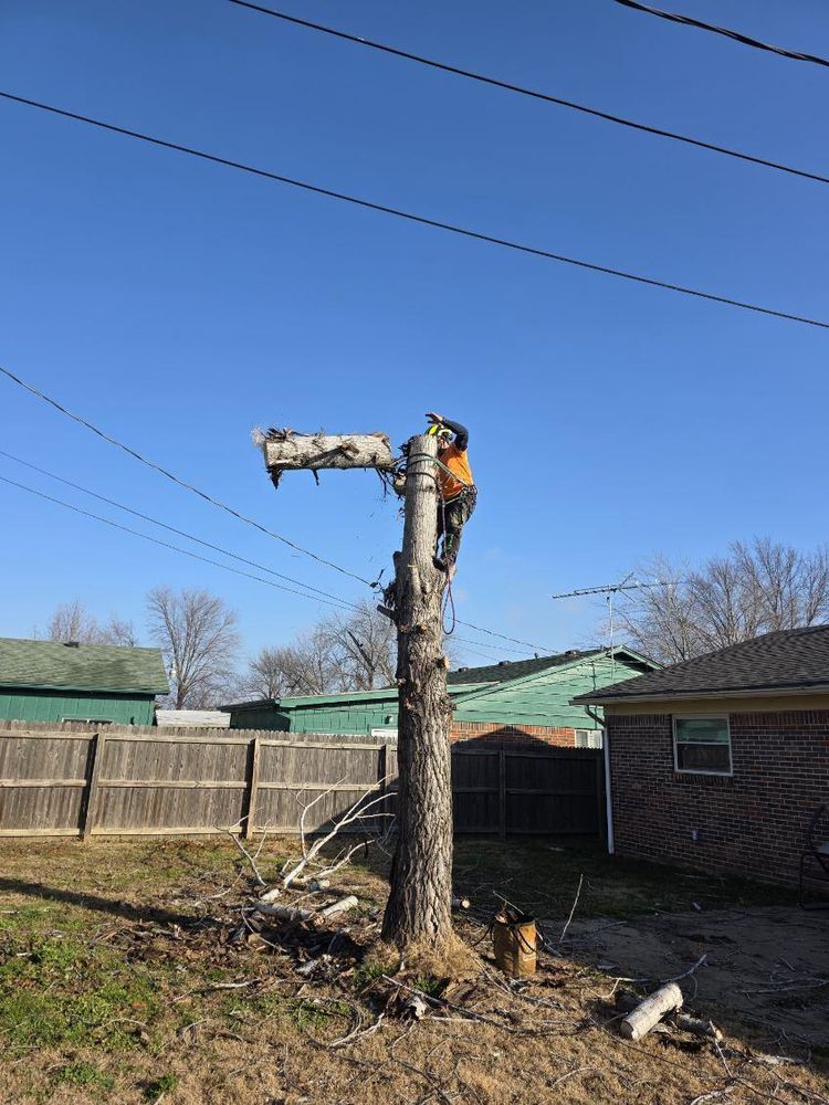 All Photos for Oklahoma Tree Guy in Bartlesville, OK