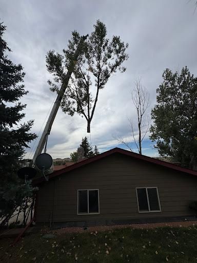 All Photos for Clean Cut Tree Service in Gillette, WY