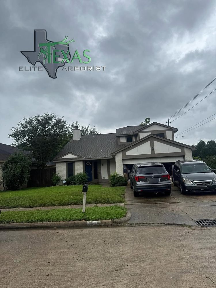 All Photos for Texas Elite Arborist in Houston, TX