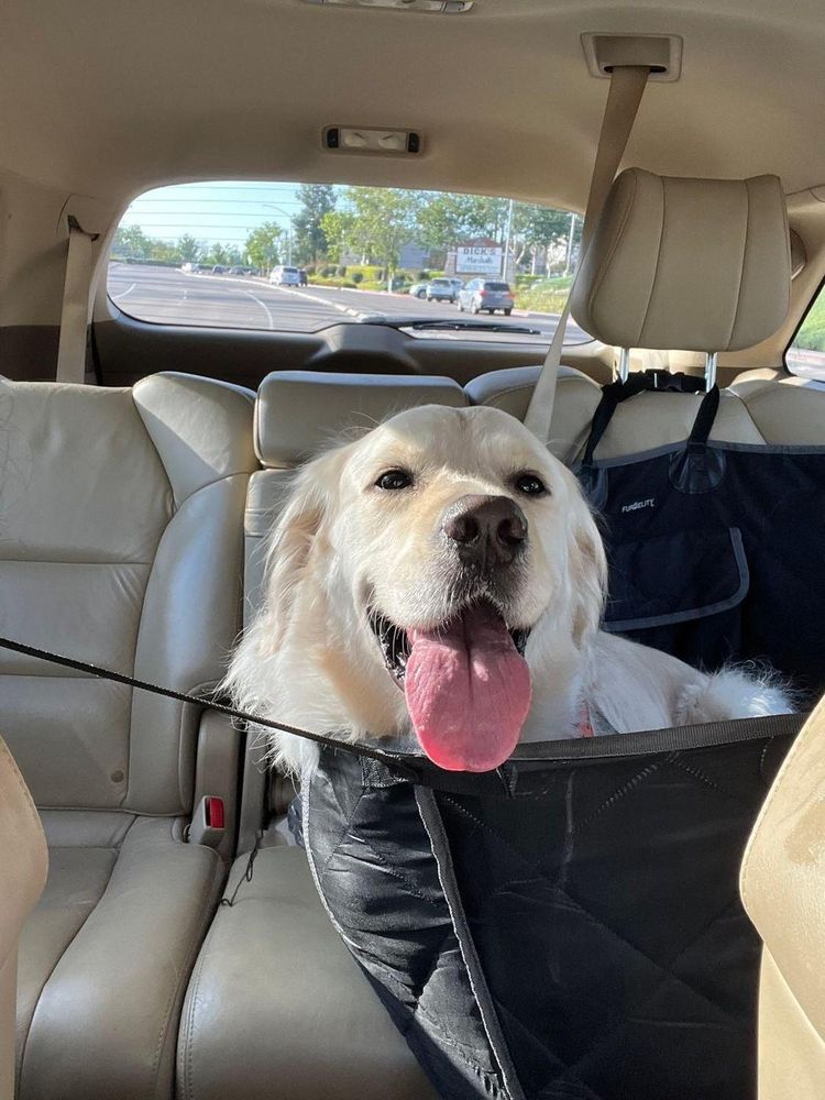 All Photos for Dumbo's Doggy Doors in City of Sammamish, WA