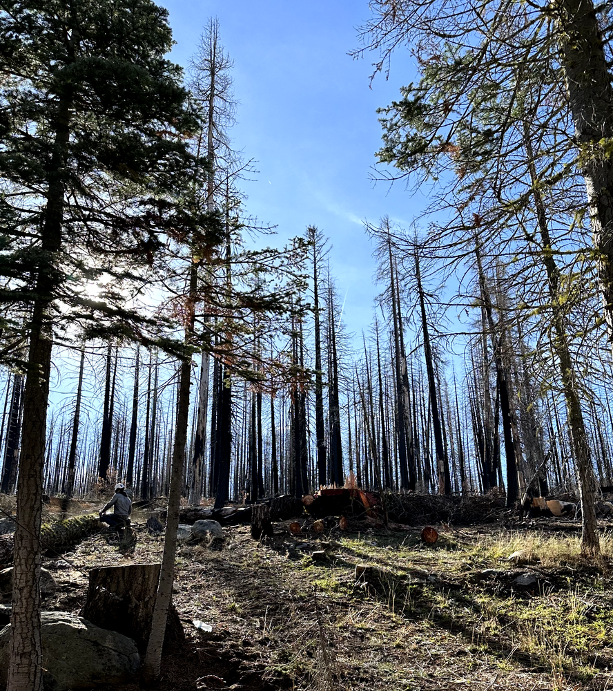 All Photos for Tyco Forest Management in Placerville, CA