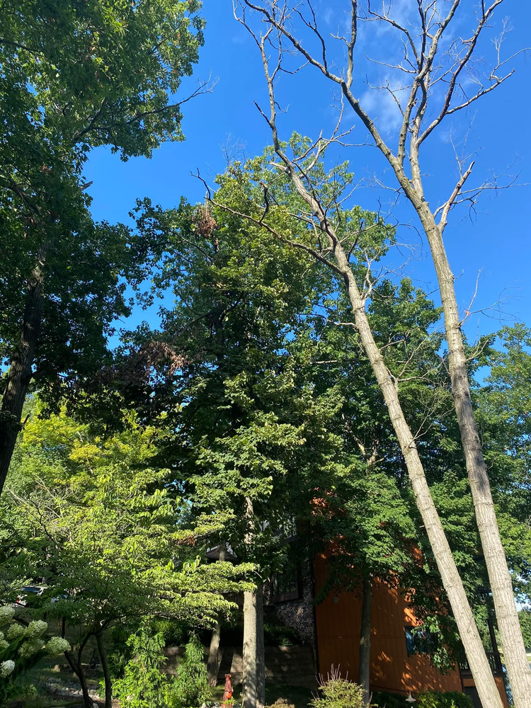 All Photos for Highborn Tree Service in Wheatfield, IN