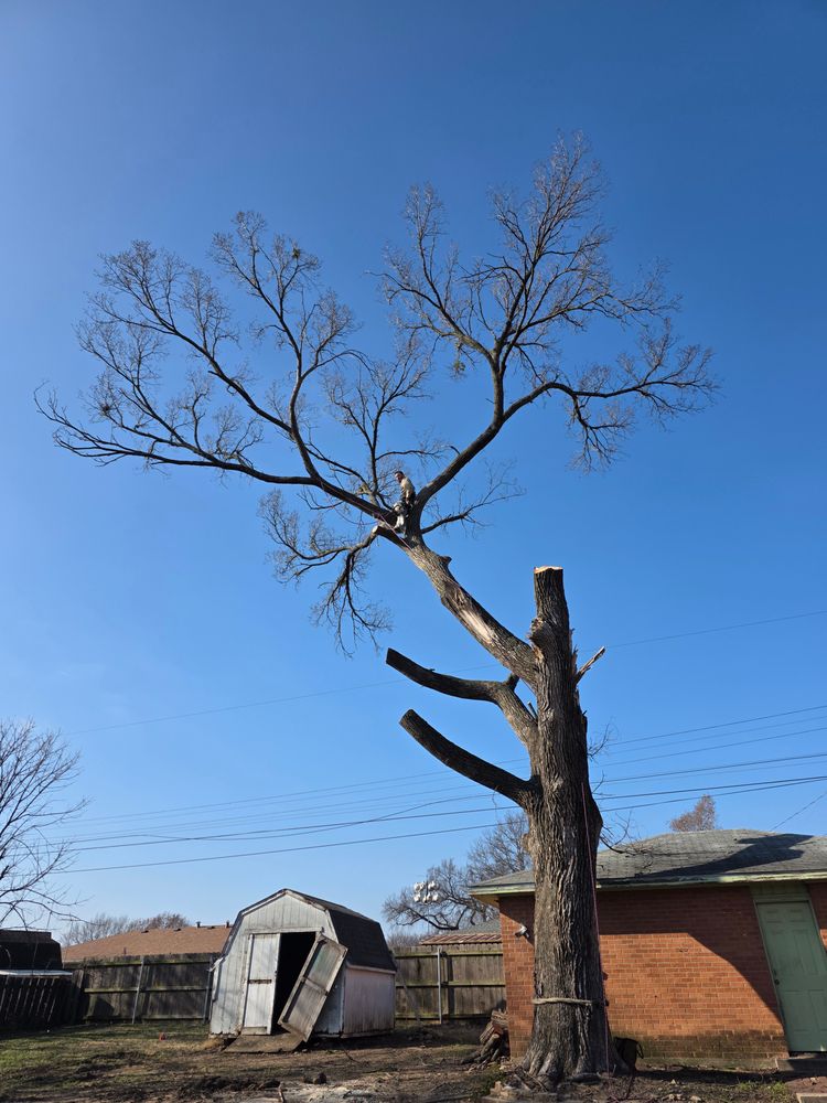All Photos for Oklahoma Tree Guy in Bartlesville, OK