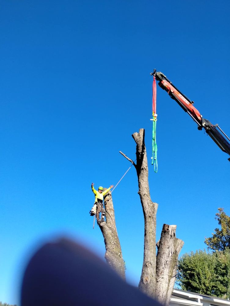All Photos for Mitchell Tree Company in Lathrop, MO