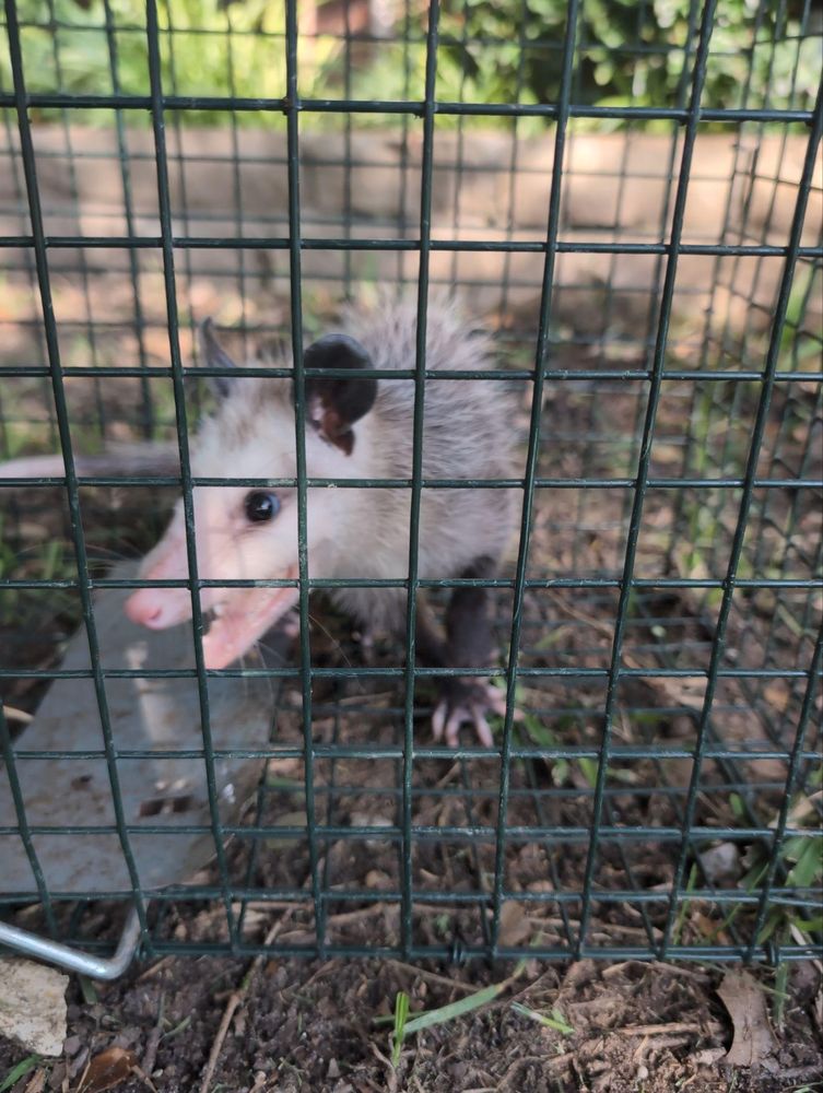 All Photos for Topper's Wildlife Removal in Garland, TX