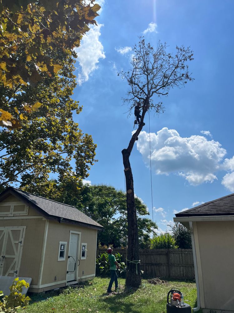 Tree Removal for Top Notch Tree Experts in Orange Park, FL