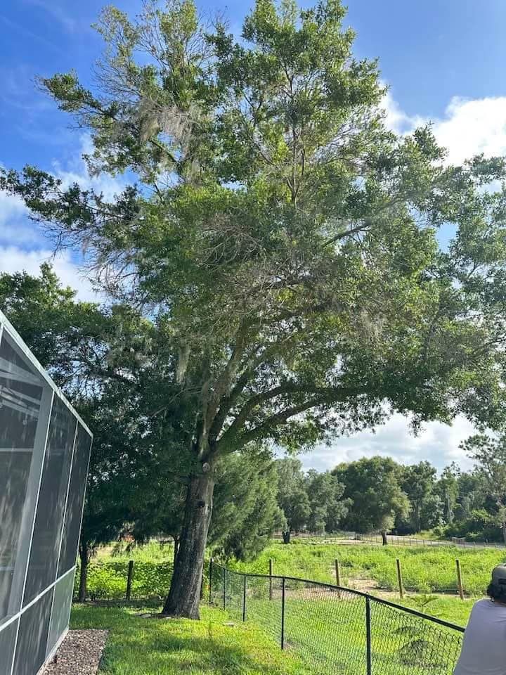 Tree Removal for A-1 Arbor Tech in Groveland, FL