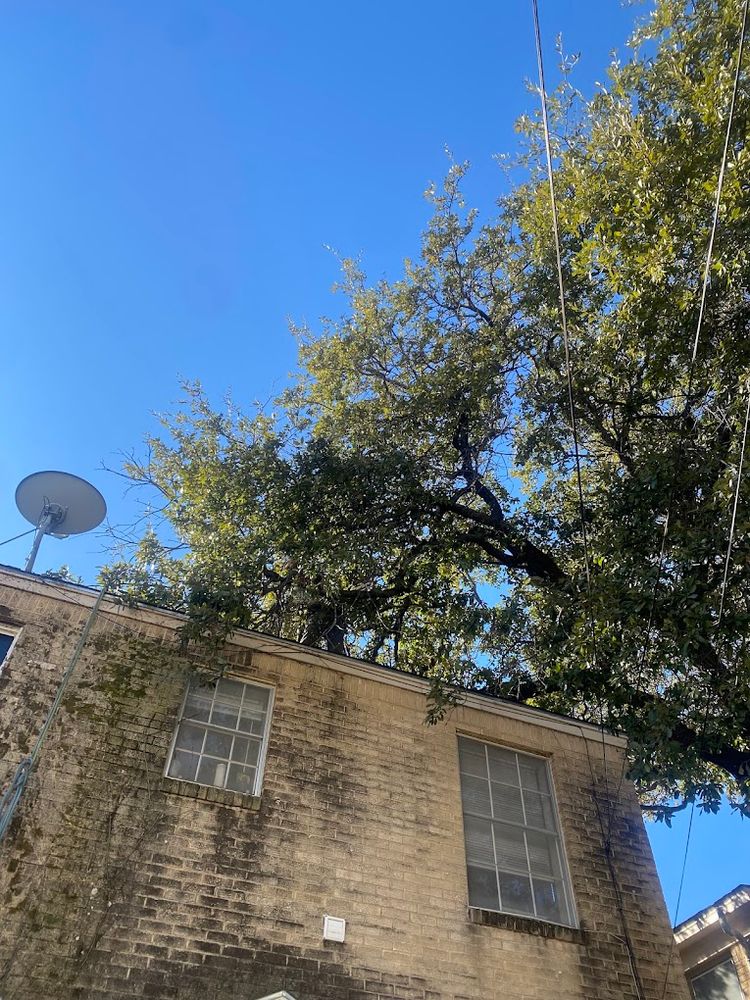 All Photos for Imber’s Tree Service LLC in Arlington, TX