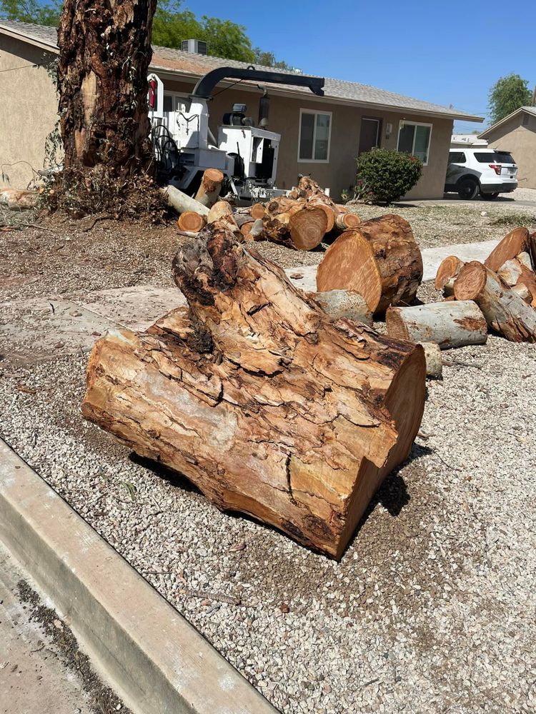 All Photos for Yuma Palms & Tree Service in Yuma, AZ